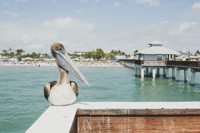 pelican landed on dock in fort meyers